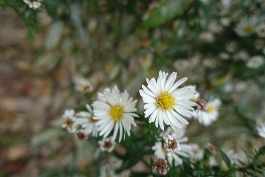 Close view of white flowers of heath aster in October