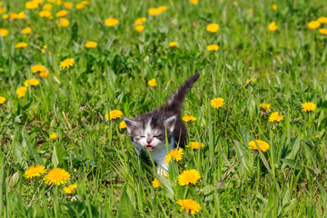 Small kitten in yellow dandelion flowers. Young cat on green meadow - obrazy, fototapety, plakaty