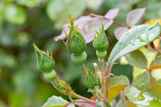 Rose buds on stems with leaves in the garden.