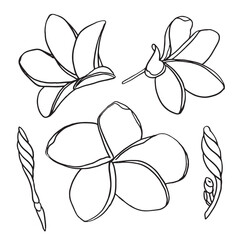Ink, pencil, the leaves and flowers of Plumeria isolate. Line art transparent background. Hand drawn nature painting. Freehand sketching illustration.