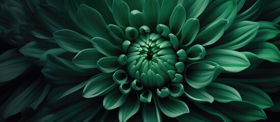 A detailed shot of a green flower with symmetrical petals against a dark black background, showcasing the pattern and beauty of this terrestrial plant