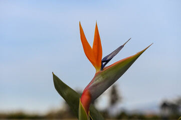 beautiful Bird of Paradise flower (Strelitzia reginae)
