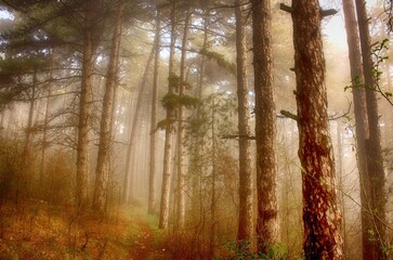 The misty forest glistens in the morning sunlight, creating an ethereal and captivating ambiance amidst the trees. - obrazy, fototapety, plakaty