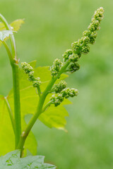 Blooming young wine grapes in vineyard in the spring time.