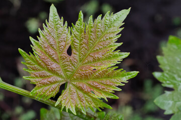 Grape leaf on a bush in the garden.