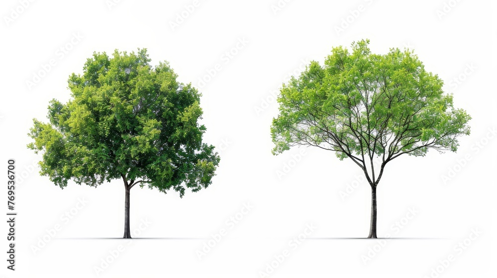 Poster A cut path and alpha channel are included for both printing and web pages of green trees isolated on a white background in summer. These are perfect for both printing and web pages.