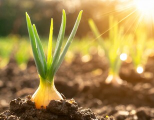 Tender green shoots of onions breaking through the soil, signaling the start of spring, with the early morning sun casting a hopeful light on the new growth.

 - obrazy, fototapety, plakaty