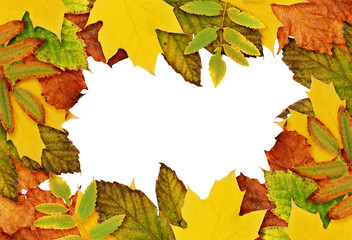 Autumn frame with dried leaves in yellow, orange and green colors isolated on white or transparent background