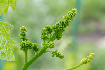 Blooming young wine grapes in vineyard in the spring time.