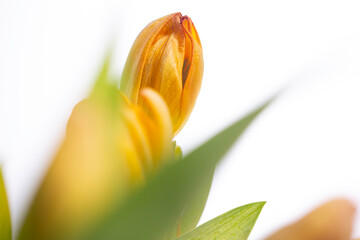Tulpen Blumen Frühling - 769540786
