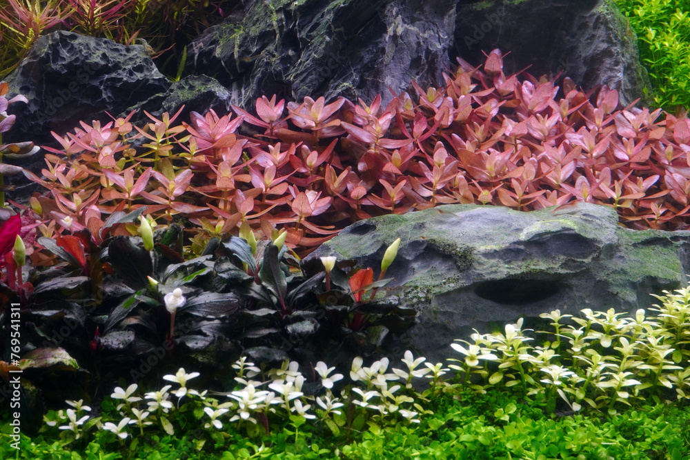 Wall mural colorful aquatic plants in aquarium tank with dutch style aquascaping layout