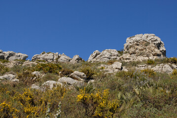 Rock outcrops on the ridge of the Cavall Verd with fan palms, rosemary and gorse in flower under a bright blue sky, near Benimaurell, Vall de Laguar, Alicate Province, Spain