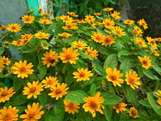 yellow flowers in the garden,little sunflower blooming in the garden 