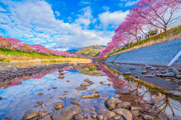 川に反射した桜並木が美しすぎた - obrazy, fototapety, plakaty