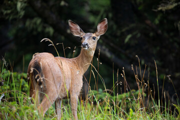 Deer spotted in Ecola State Park in Oregon Coast, early in the morning