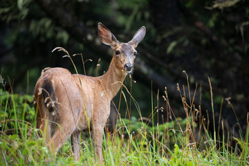 Deer spotted in Ecola State Park in Oregon Coast, early in the morning