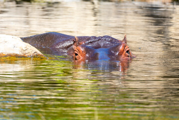A hippopotamus emerges partially from reflective waters, bathed in sunlight, showcasing its textured skin and alert eyes.