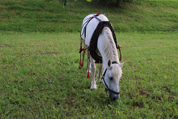 photo of a white horse on a green meadow