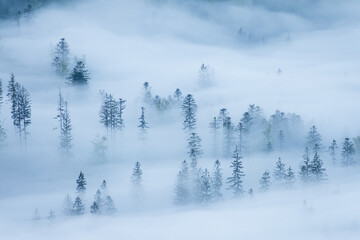Misty woodland in Beskydy mountains