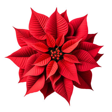 Christmas Poinsettia flower isolated on transparent background