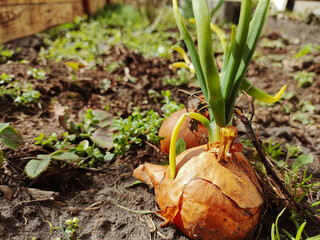 onions in the garden. Retro style. View of a field with ripening green onions. Onion field. Onion...