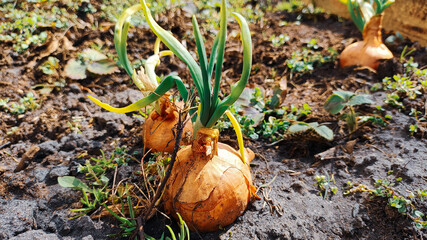onions in the garden. Retro style. View of a field with ripening green onions. Onion field. Onion ripe plants growing in the field, close-up. Field onion ripening in spring. Agricultural landscape.