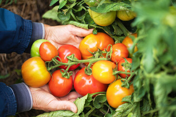 male hands hold large ripe tomatoes. big bunch of red tomatoes on the farm