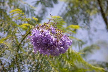 Jacaranda purple little flowers in tree on a sunny day in lima peru