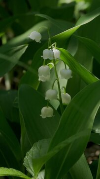 Lily of the valley blooms in a sunny spring forest. Vertical Video