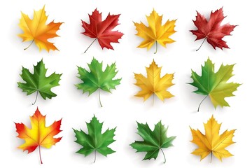 Set of autumn maple leaves on a white background.  - obrazy, fototapety, plakaty
