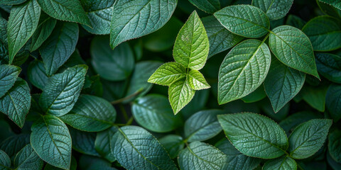 Vivid green leaves exhibiting the intricate patterns and textures of nature, highlighted with a...