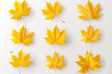 Set of autumn yellow maple leaves on a white background.