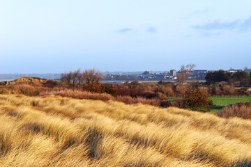 Sand dunes and Regnéville sur Mer village in Cotentin coast - 769549934