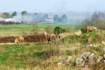 Herd of sheep on the hills of Montmartin-sur-Mer village. Normandy region - 769549990