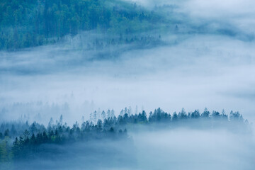 Moody landscape forest covered with fog