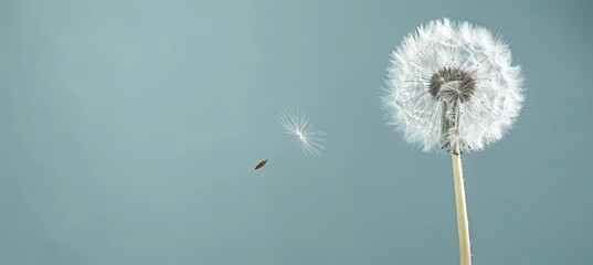 Dandelion seed floating with space for text, nature background for mindfulness and relaxation ads.