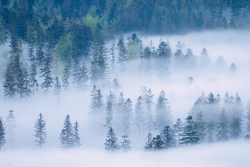 Moody landscape foggy forest in Silesian Beskids Mountains