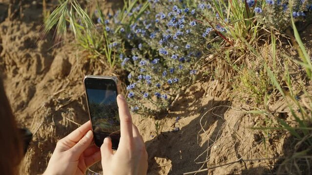 A woman takes pictures of blue little flowers on her phone.
