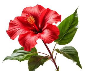 hibiscus flower isolated on transparent background