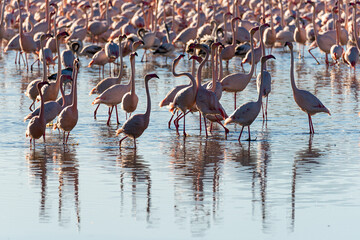 Ethereal Reflections: Flamingos Grazing with AI Brilliance