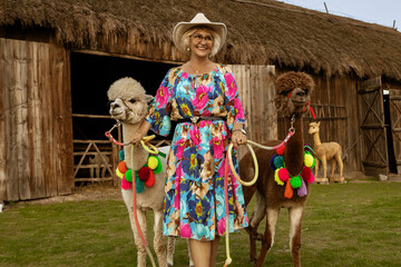 Beautiful happy senior woman walks with cute alpacas on a spring day. Alpaca therapy. © marcink3333