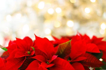 Fototapeten red poinsettia christmas decoration © Nosheen