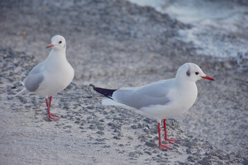 Fototapeta premium 二羽のユリカモメ