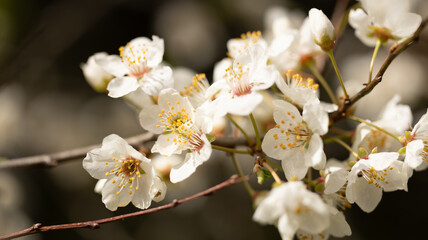 White cherry flower