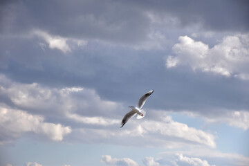 空を飛ぶカモメ