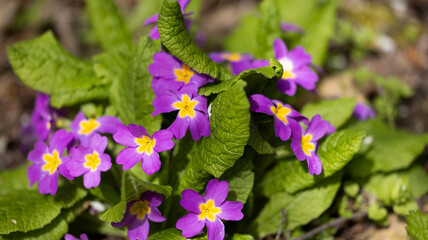Spring violet flowers - obrazy, fototapety, plakaty