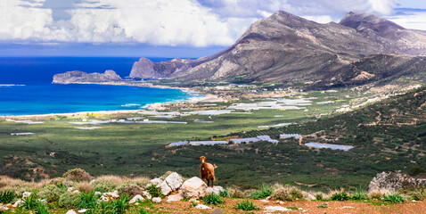 Greece travel . scenic landscape of Crete island. rocky mountains, wild beaches and grazing goats - 769556154