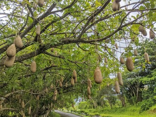 sausage tree, (Kigelia africana), tropical tree, the only species of its genus. It grows 6 to 12 metres tall and bears sausagelike fruits, 30 to 60 cm. It is native to Africa