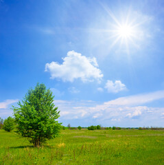Fototapeta premium alone tree among green prairie at the spring sunny day