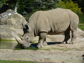 Rhinocéros Zoo - obrazy, fototapety, plakaty